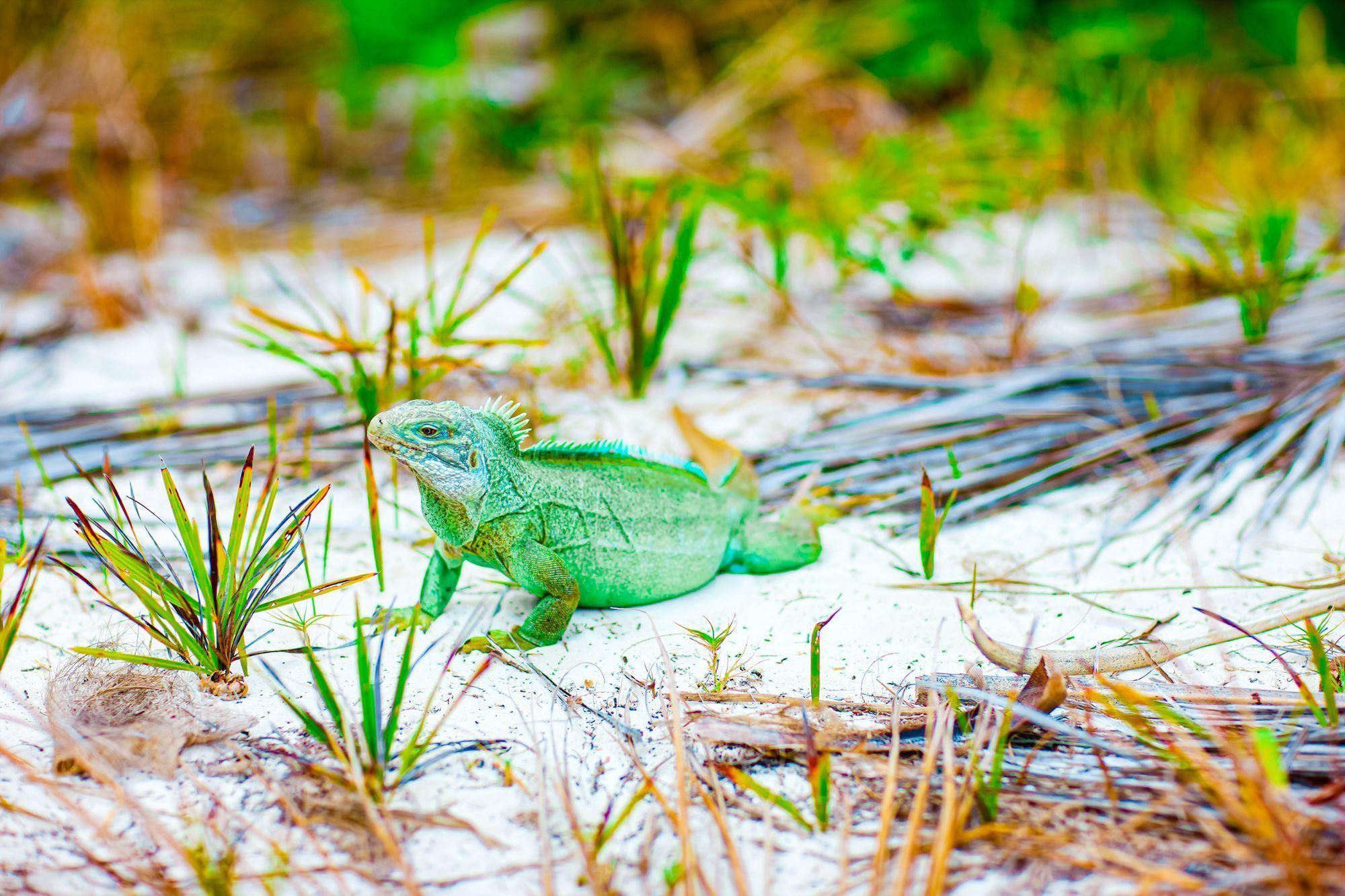 Moon-Bay-Rock-Iguana-Turks-Caicos-1.jpg