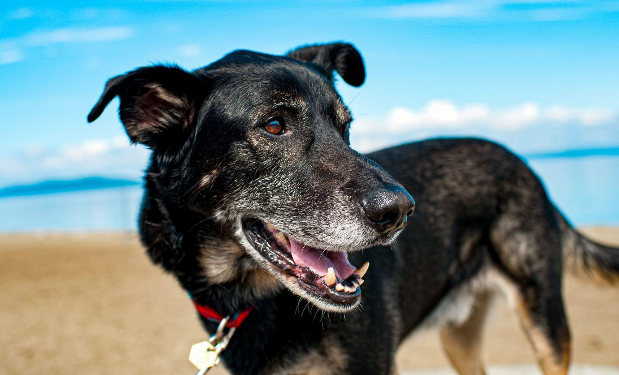 Potcake-Rescue-Center-Turks-Caicos.jpg